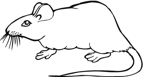 Rat 19 Coloring Page